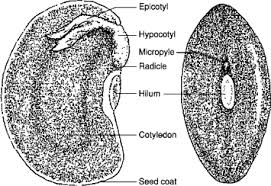 While there are several different germination methods, each requires. Root Radicle An Overview Sciencedirect Topics