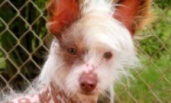 4.4 out of 5 stars 494. How To Dye A Dog S Hair Howstuffworks