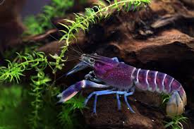 Blau Rosa Krebs Cherax Pulcher Aus West Papua Zwerggarnelen Aquarien Krebs