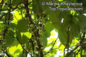 Image result for Bellucia