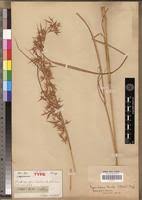 Image result for Hyparrhenia tamba