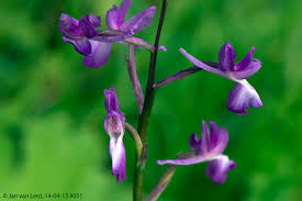 Image result for Chironia laxiflora