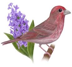 New Hampshire State Bird And Flower State Birds New Hampshire Lilac