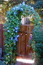 Morning Glory On Trellis By Gate Morning Glory Flowers Garden Vines Garden Arches