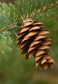 Shop wayfair for a zillion things home across all styles and budgets. Photo Gallery Lone Pine Cone Acts Of Nature Fine Art Photography By Paul Schiller Pine Cones Conifer Trees Seed Pods