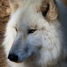 Download hd 1080x2400 wallpapers best collection. Wolf Lovers Wolfloversworld Photos Et Videos Instagram Animals Timber Wolf Wolf