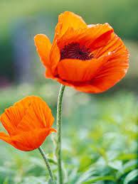 Poppy Poppy Flower Poppies Dried Flowers