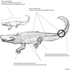 How To Draw An Alligator In 4 Steps With Photoshop Drawings Scale Drawing Basic Drawing