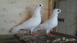 Johann647 Adli Kullanicinin Pigeons Life Panosundaki Pin Guzel Kuslar Kus