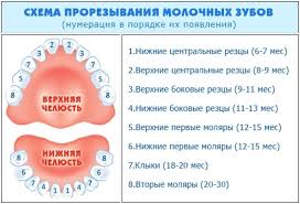 что должен уметь ребенок в 2 года 7 месяцев O Simptomah I Periode Prorezyvaniya Zubov U Rebenka Prorezyvanie Zubov Zuby Zdorove Mladenca