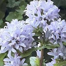 Image result for Urochloa glomerata