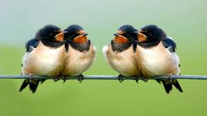One Swallow Doesn T Make A Summer This Saying Is Not For Those Who Look On The Bright Side Of Things It Means That J Barn Swallow Girlfriend Gifts Birds