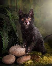 Discover more posts about wolfcat. Lykoi Cats The Wolf Cat Album On Imgur