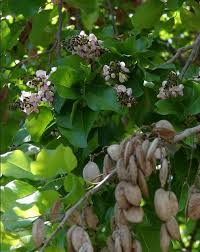 Image result for Millettia ebenifera
