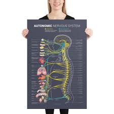 Image result for Autonomic Nervous System