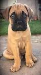 PuppyFind | Bullmastiff Puppies for Sale