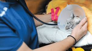 Quality care at pet express animal hospital we care about you as well as your pet. Sick Pet Urgent Care Southwind Animal Hospital Maryville Tn