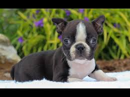 Maybe you would like to learn more about one of these? Boston Terrier Puppies For Sale Brindle 07 2021