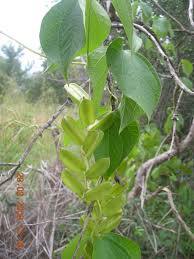 Image result for Dioscorea dumetorum