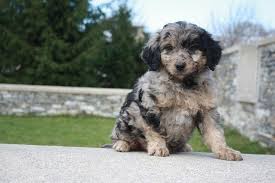 We do not ship puppies. Blue Merle Goldendoodle Pup Poodle Mix Dogs Goldendoodle Cute Baby Animals