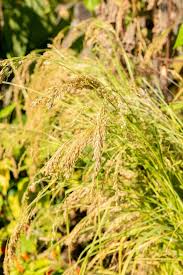 Image result for Eragrostis tef