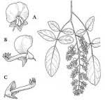 Image result for Philenoptera wankieënsis