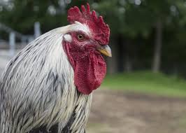 Hosted by silky, bush and belle, since 2014 roosters radio is the official podcast of the sydney roosters. Roosters 101 The Truth About Rooster Care And Responsibility Nhspca