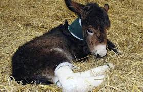 The belgian is an excellent player, and his sale represents another awful decision at old trafford of late. Make A Donation The Donkey Sanctuary