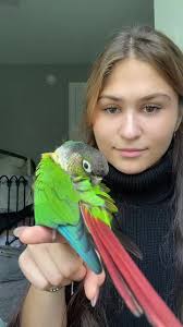 Green Cheeked Conure Hablando