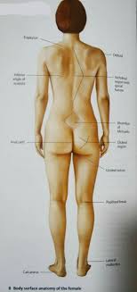 The back supports the weight of the body, allowing for flexible movement while protecting vital organs and nerve structures. Sathish Chandra Surface Anatomy Of Human Body Facebook