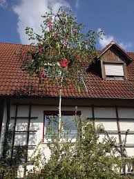 Ugrás a navigációhoz ugrás a kereséshez. Maibaum 1 Mai Kostenloses Foto Auf Pixabay