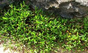 Image result for Molluginaceae