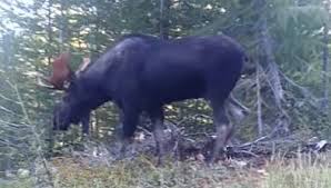Logical, but not the whole story by michael j. Big Bull Moose Disappears Underwater Video Montana Hunting And Fishing Information