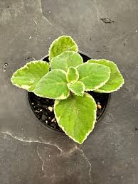 Image result for Coleus amboinicus