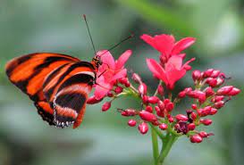 Beautiful garden flowers and butterflies. Butterfly Desember 1977