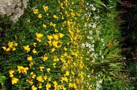 Image result for Monopsis