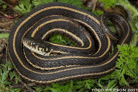 The timber rattlesnake is listed as state threatened. Thamnophis Radix The Reptile Database