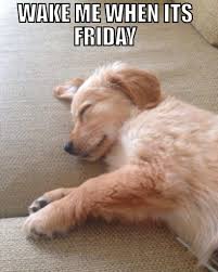 Whether it be going out dancing, having a glass of wine while when you realize it isn't friday, this sad, cute puppy will warm your heart so much that you will forget your own sadness. 50 Funniest Golden Retriever Memes The Dog Digest