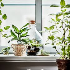 Modern Sprout S Indoor Gardening Kits Are Low Maintenance Windowsill Garden Water Garden Kit Indoor Gardening Kit