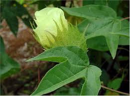 Image result for Gossypium barbadense