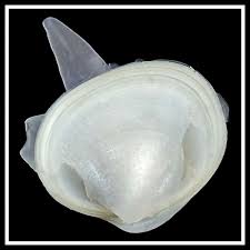 Image result for Subularia monticola