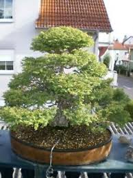Huss, hartford, connecticut, is still an attractive selection for small gardens. Tsuga Canadensis Gunstig Kaufen Ebay