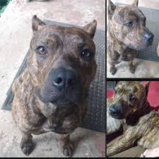 Haywood County NC Animals Lost&Found