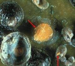 San-Jose kabuklu biti, Quadraspidiotus perniciosus TANIMLAMA KONUKÇULARI  COĞRAFİK DAĞILIMI BİYOLOJİSİ