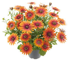 Image result for Osteospermum