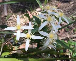 We did not find results for: Clematis Aristata Gardensonline
