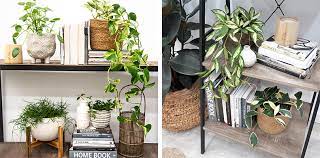 The plant flower stand constructed from 5 years old bamboo and compressed by multiple complicated processes. Top Indoor Plants For Bookshelves Flower Power