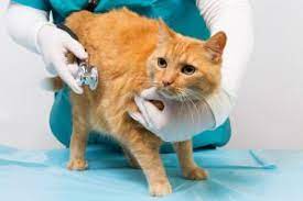 Hours may change under current circumstances Services In Mountain Brook Vestavia Hills Al Pet Vet Express