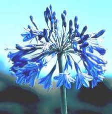 Image result for Agapanthus campanulatus
