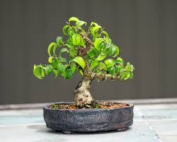 Bonsai Beringin Juara Dunia Gambar Bonsai 2020